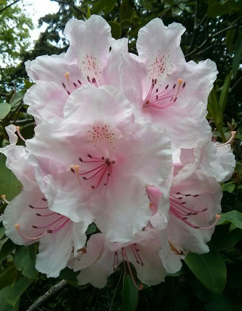 Rhododendron mit Palmengarten