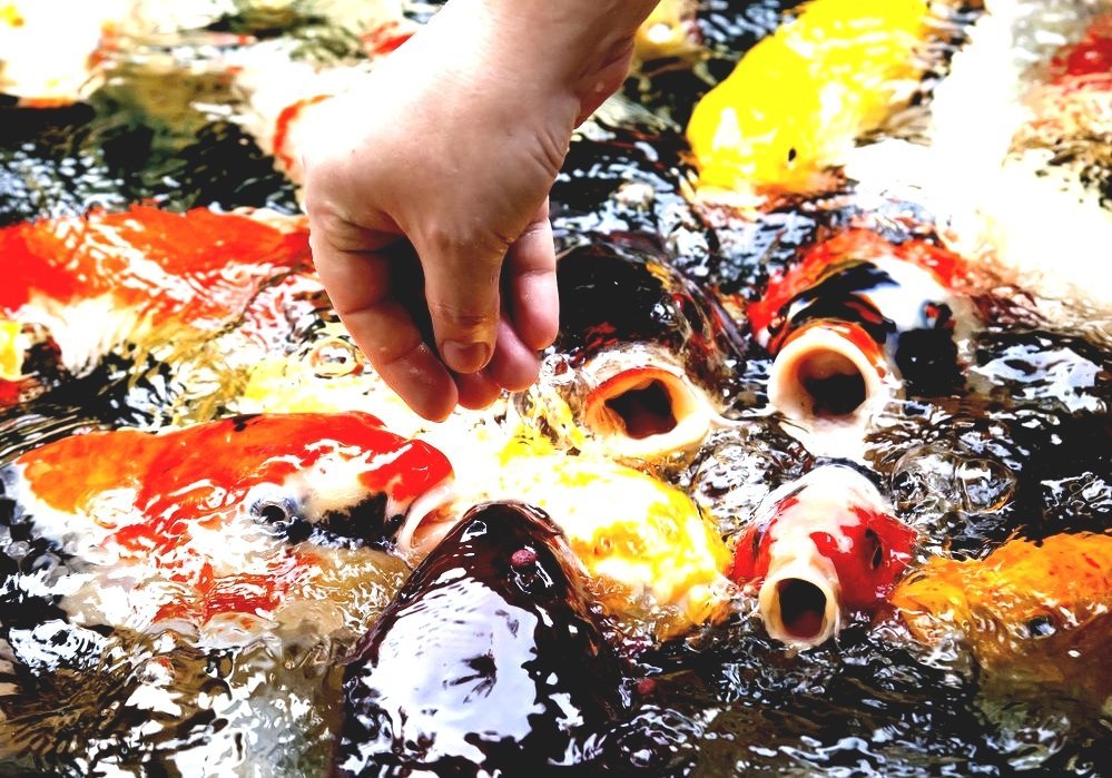 koi-pond-diamond-painting-2.jpg