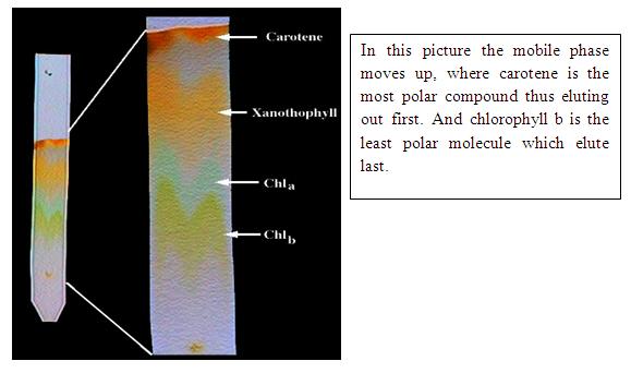 Adsorption Chromatography | Science of Chromatography color chromatography diagram 