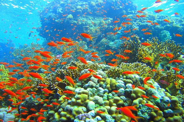  Bagi Kehidupan Manusia dan juga bagi biota laut itu sendiri Manfaat Terumbu Karang Bagi Biota Laut Dan Manusia