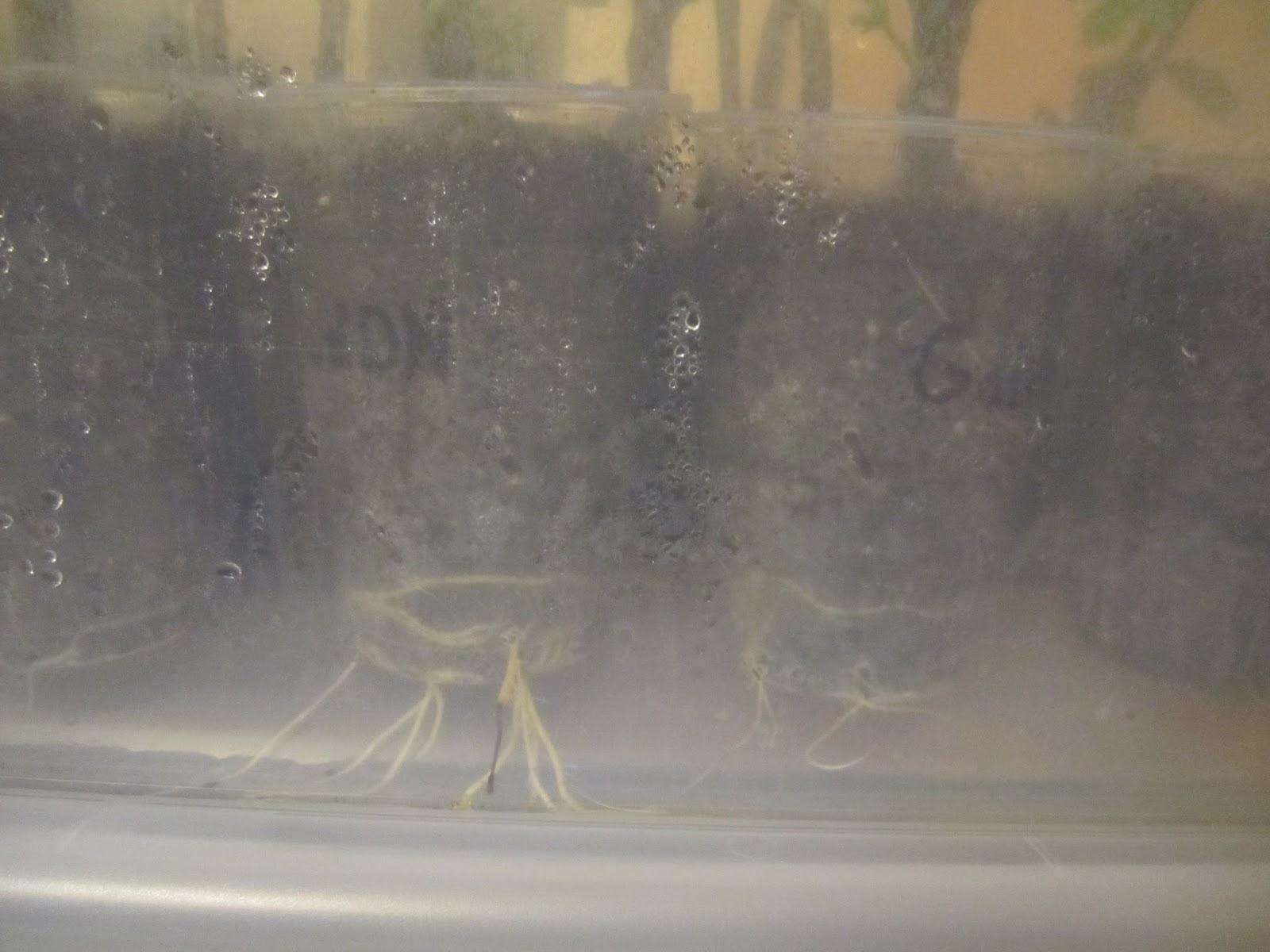 [IMG_0900%2B-%2Bfig%2Broots]