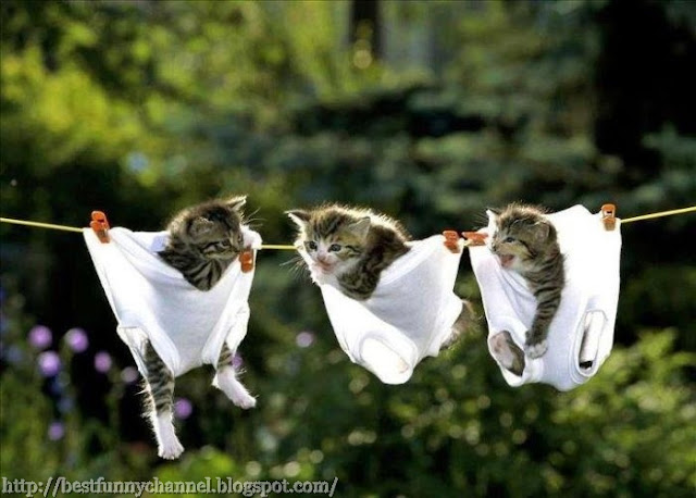 Very funny kittens 