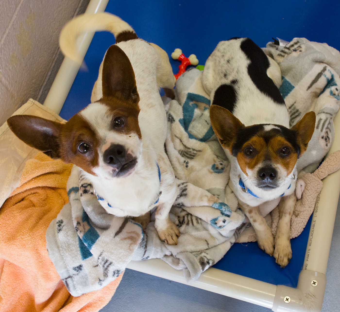 Shelter Dogs of Portland "TIDE" and "POD" BONDED PAIR! young chi mix