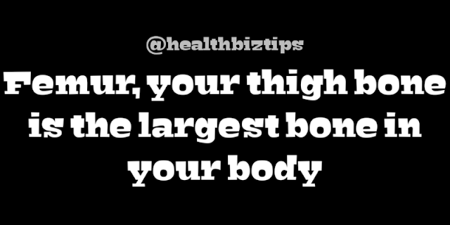 Health Facts & Tips @healthbiztips: Femur, your thigh bone is the largest bone in your body.