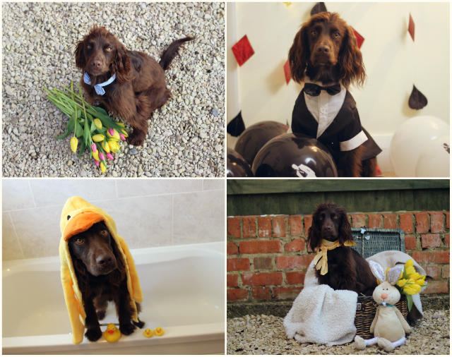 Can You Take Your Dog Into Pets At Home