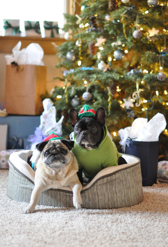 christmas pug and frenchie elves