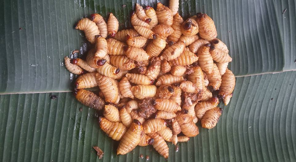 Marulak Numpang Nulis Hidu Ulat Sagu Sangat Nikmat Untuk