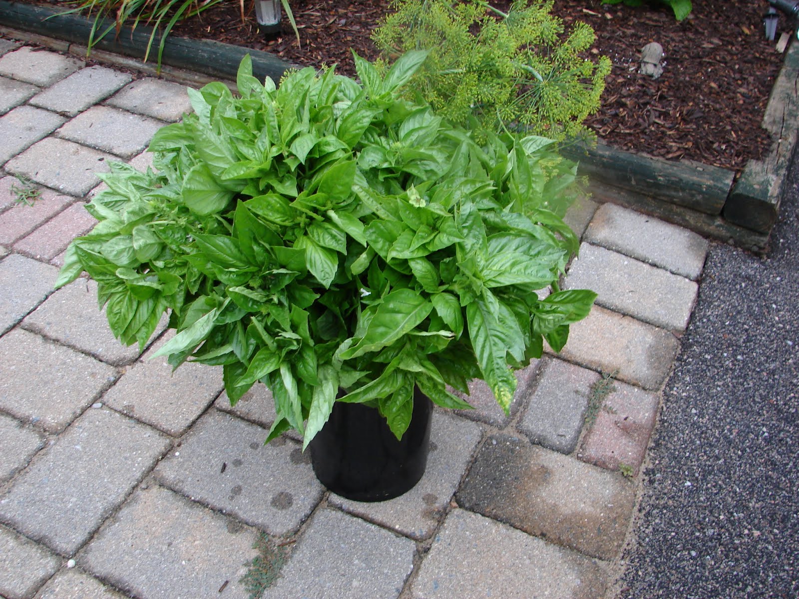 One Love Farm Basil and Dill