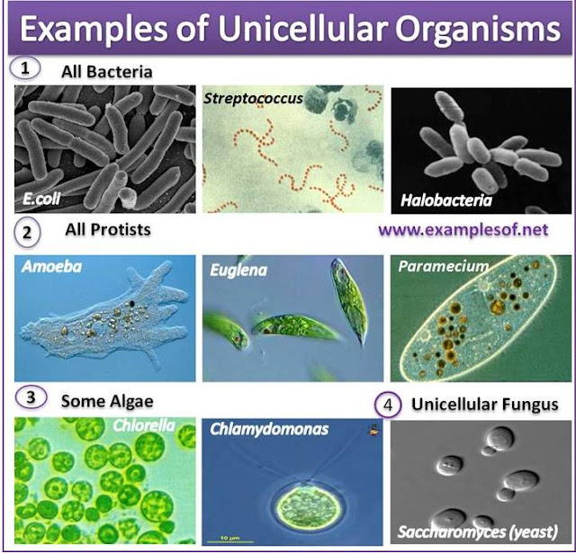 Examples of Unicellular Organisms
