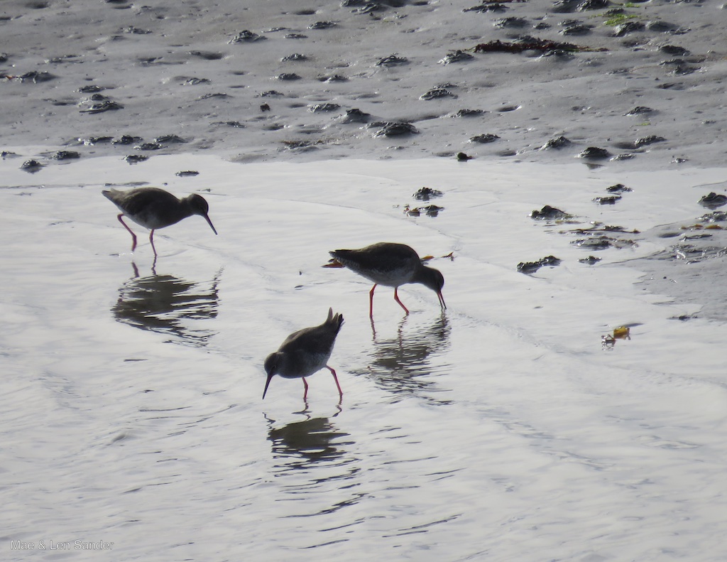Mae's Food Blog Irish Birds, Mostly Common Ones