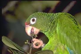 Animalesendemicosdelarepublicadominicana