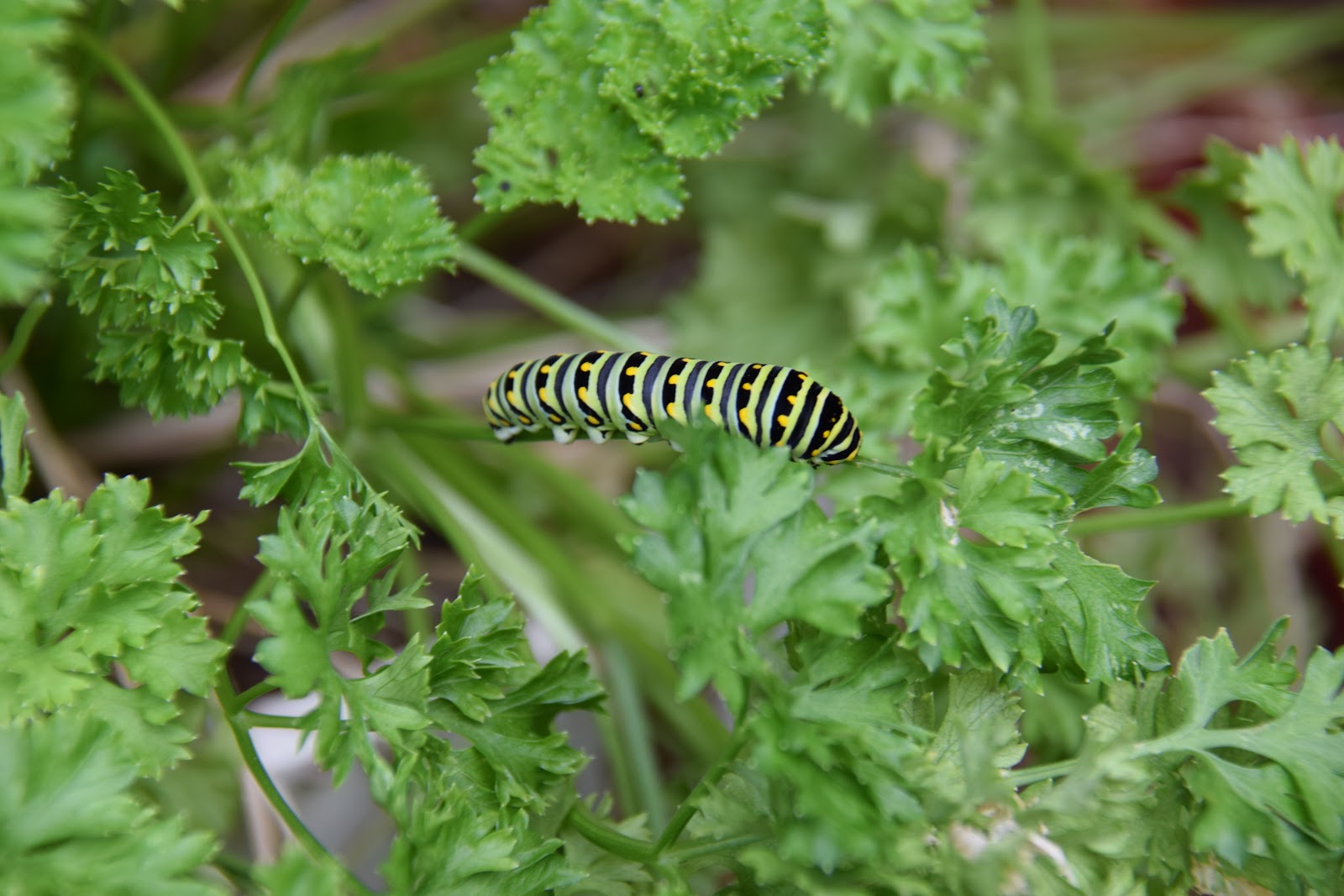 DragonFly Garden Caterpillars in my parsley