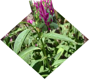 The Health Benefits Of Agathi Murungai Mukkrattai Language Names Health Benefits Of Celosia Argentea Silver Cock Comb