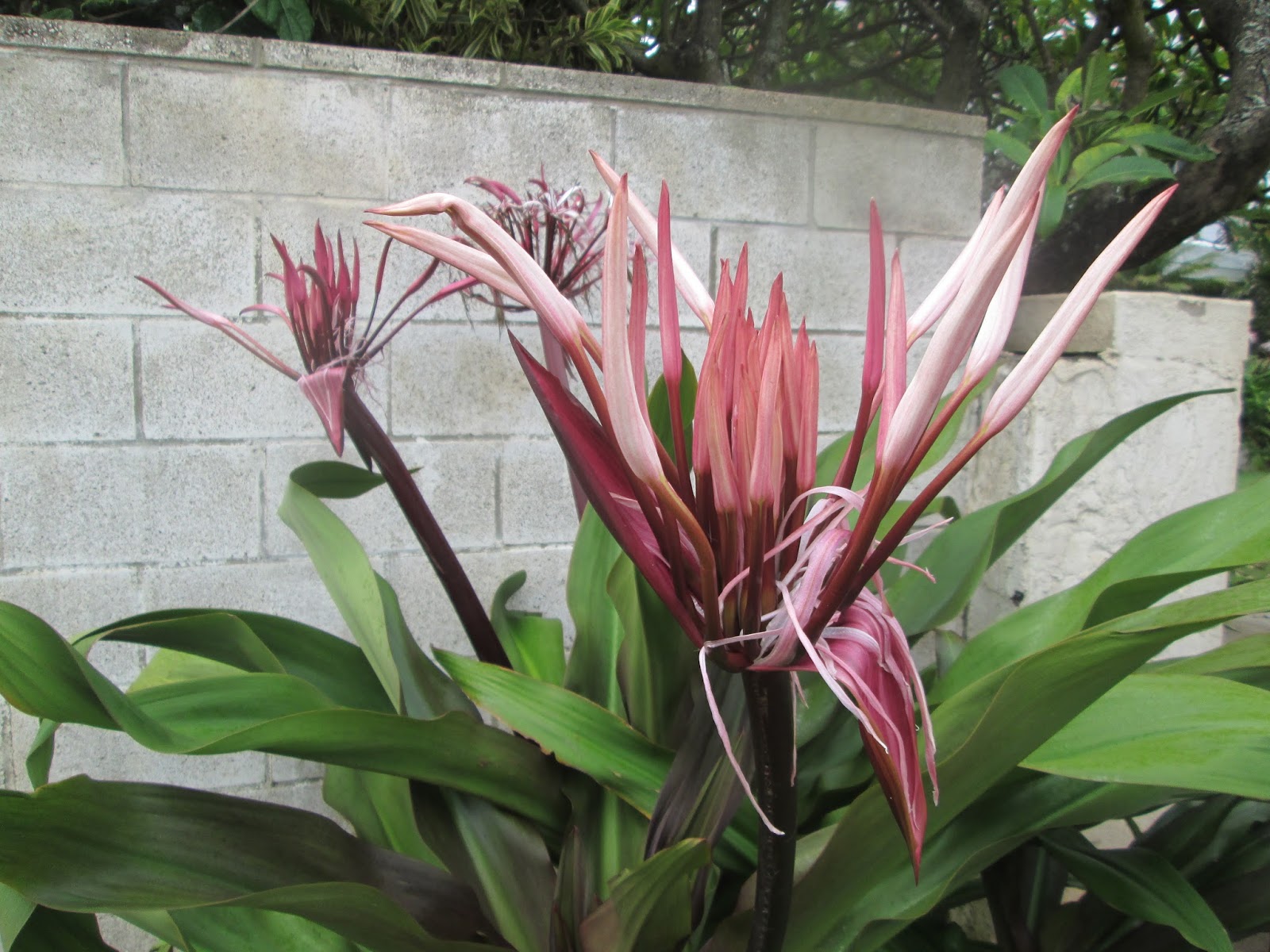 Garden Notes from Hawaii HAWAII SPIDER LILY (Crinum