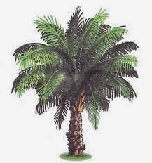 Gambar1. Pohon kelapa Sawit (12)