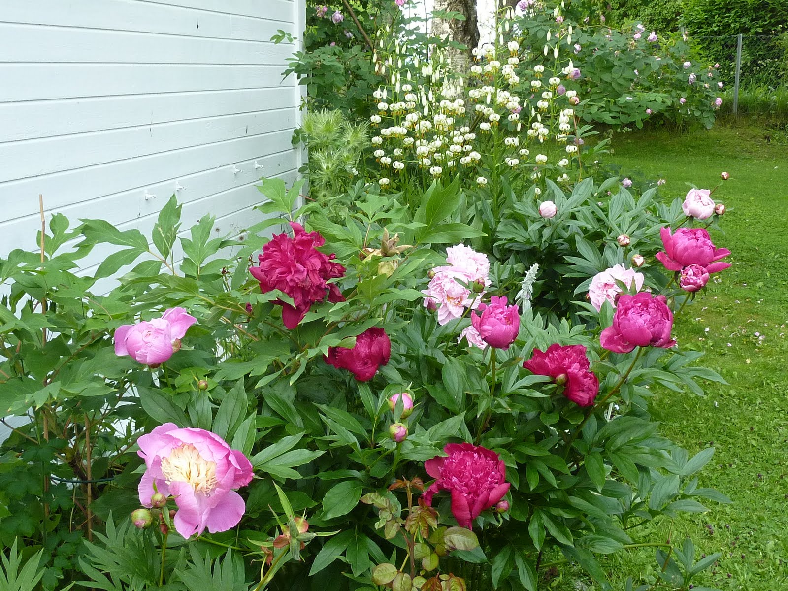 Tantes Hage: Flere pioner