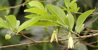 Flor da Anoneira (Fruta do conde)