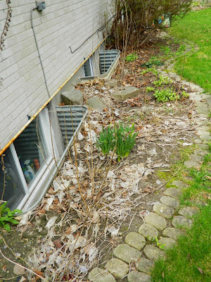 Graydon garden cleanup before by Paul Jung Gardening Services Toronto
