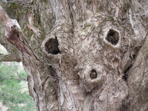 face in a tree