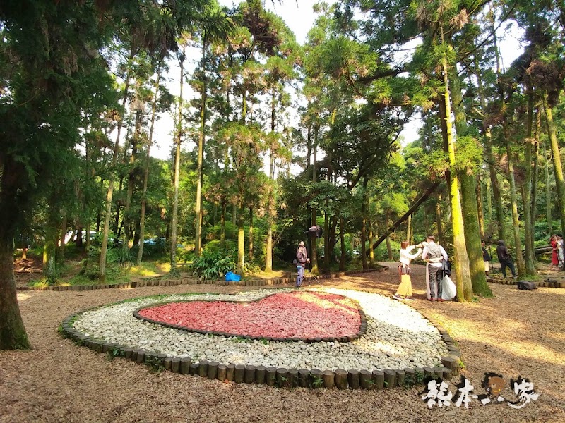 竹子湖黑森林(小溪頭)|陽明山婚紗熱門拍攝景點|仿如童話森林場景