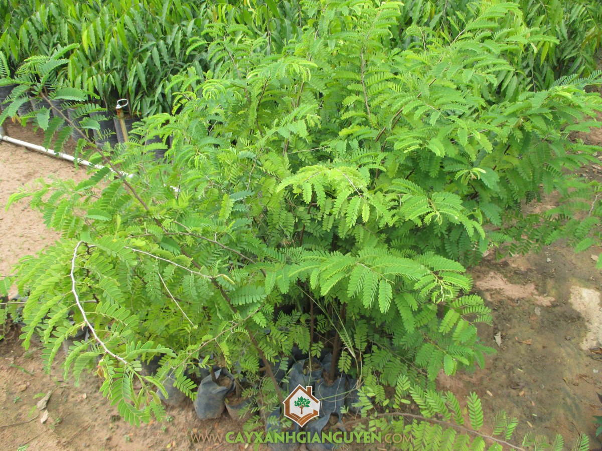 Cây%20Me%20Thái:%20Hình%20Ảnh