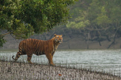 wildlife in east india