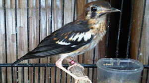 Caraputu Com Media Refrensi Harga Burung Mp3 Burung