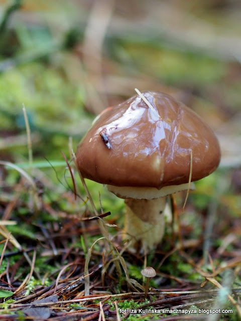 Maślak zwyczajny Smaczna Pyza