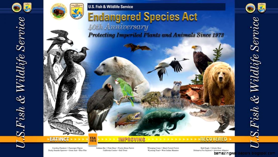 Thankful for the Endangered Species Act   Fish and Wildlife