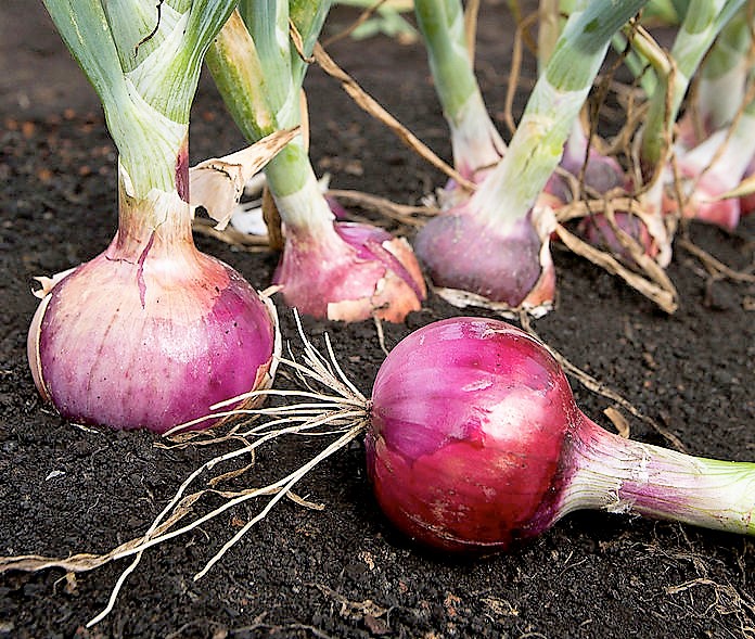 HOW TO GROW ONIONS FROM ONION SETS The Garden of Eaden