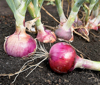 How to grow onions from onion sets
