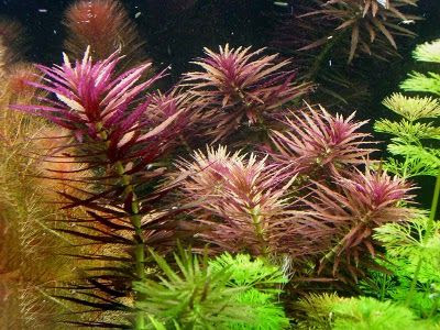 Limnophila hippuridoides Limnophila hippuridoides