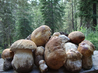King Boletus (prawdziwek) mushrooms in the High Sierras, CA