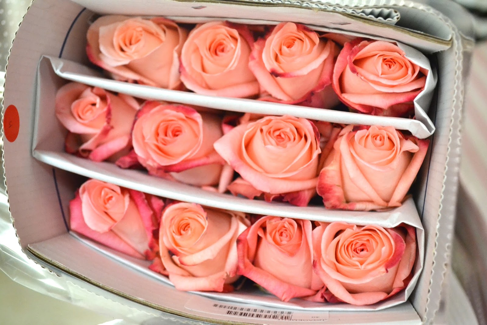 Red Rose Painted On Black Canvas