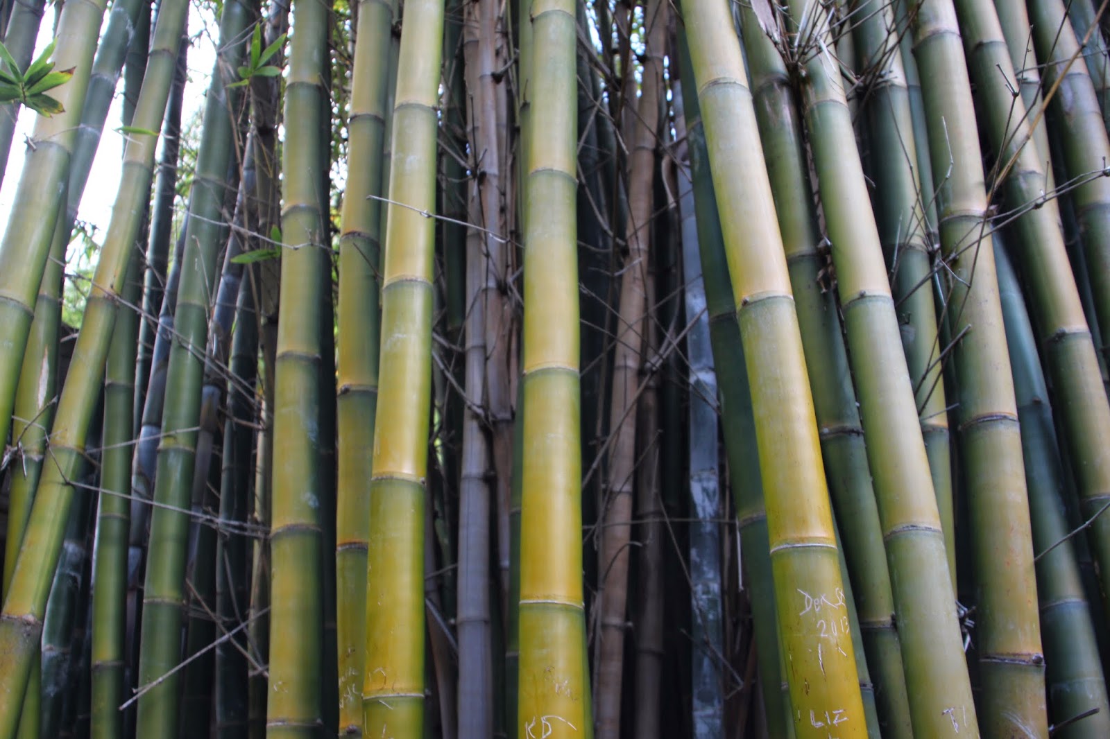 Bamboo Journey Australia Zoo and Bamboo.