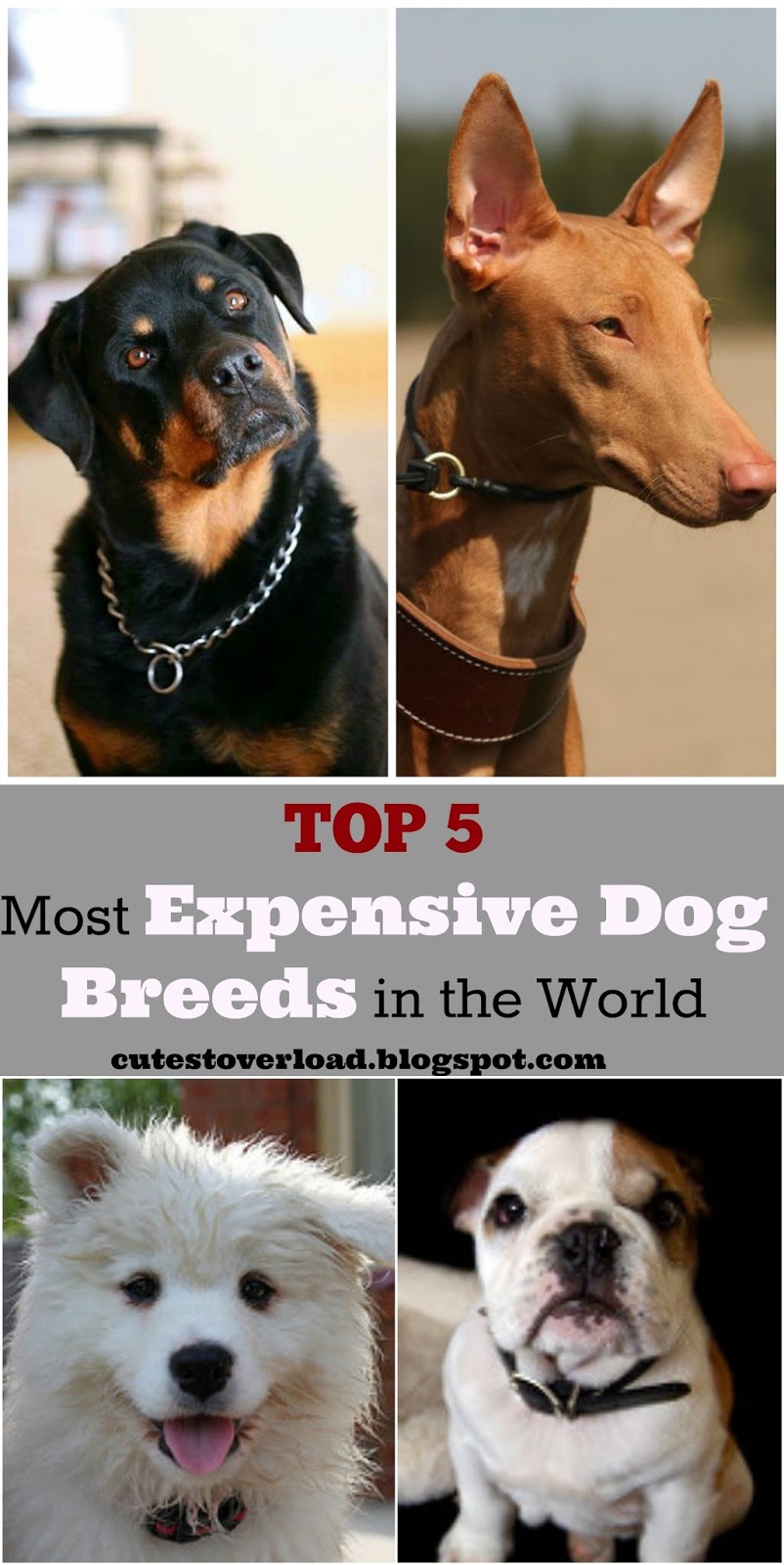 Cute Overload Top 5 Most Expensive Dog Breeds in the World