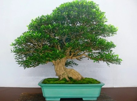 Proses Pembentukan Bonsai Kemuning