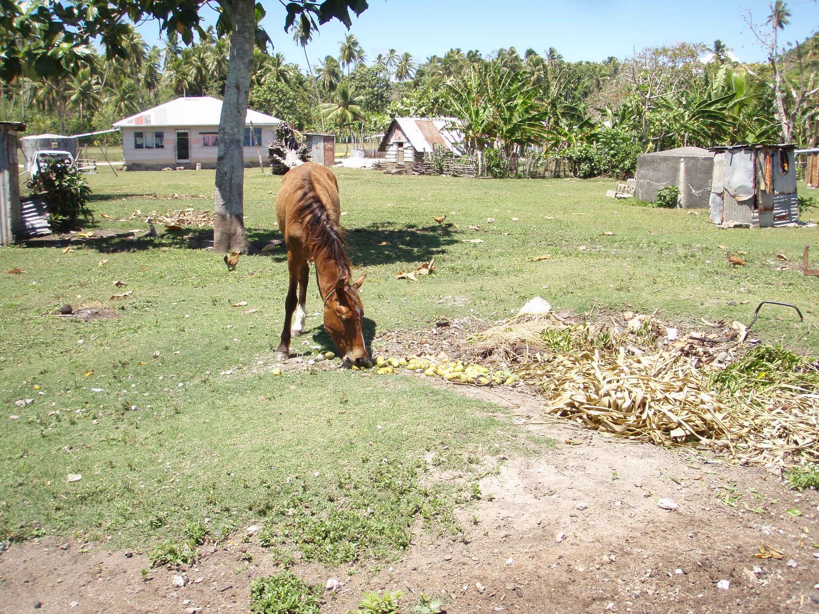 Trautz' travel saga Niuatoputapu Tonga