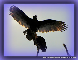 sleep birds fly pines sunrise meeting tree