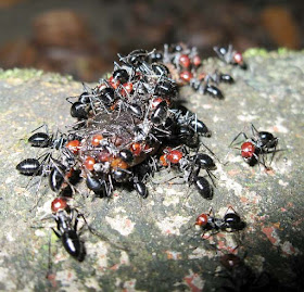 cluster of Camponotus saundersi workers feeding