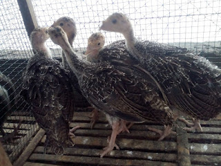 Ringneck Pheasant Usia 2 Bulan