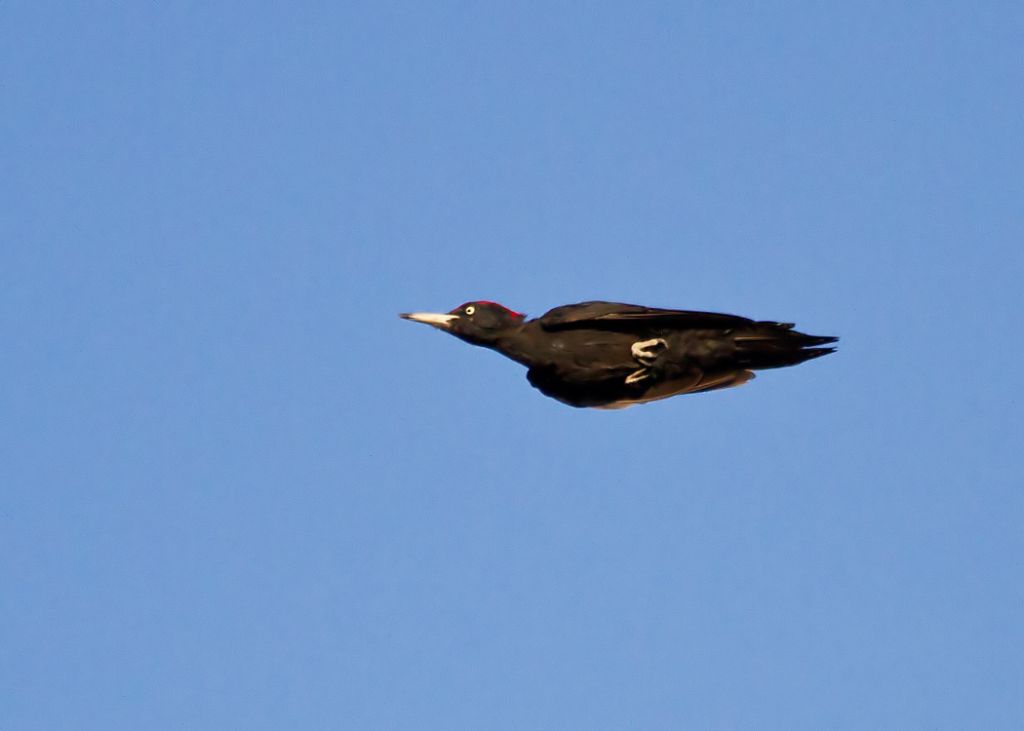 Woodpeckers of the World: Woodpecker Flight