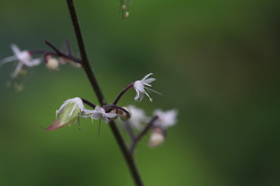 Tiarella trifoliata - Three-Leaf Foam Flower