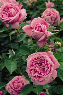 The Brenham House: Fall Festival of Roses at Antique Rose Emporium