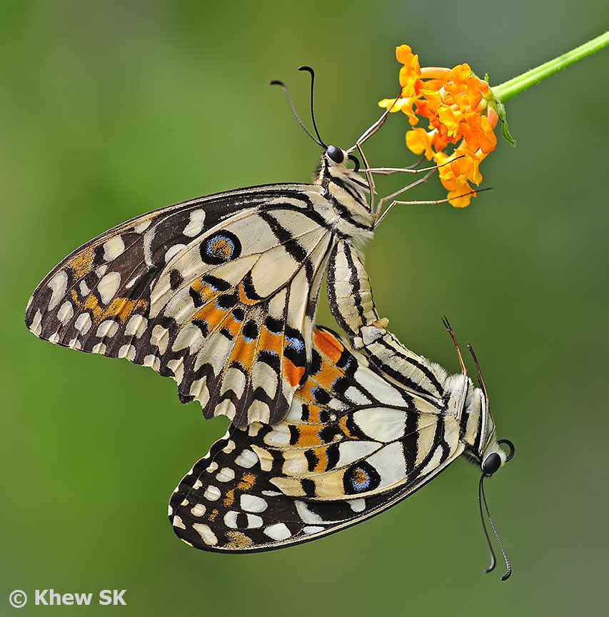 Butterflies of Singapore Taxonomic Classification in Butterflies