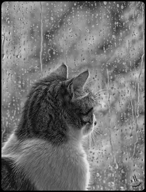 Rainy Day Cat Pictures 74