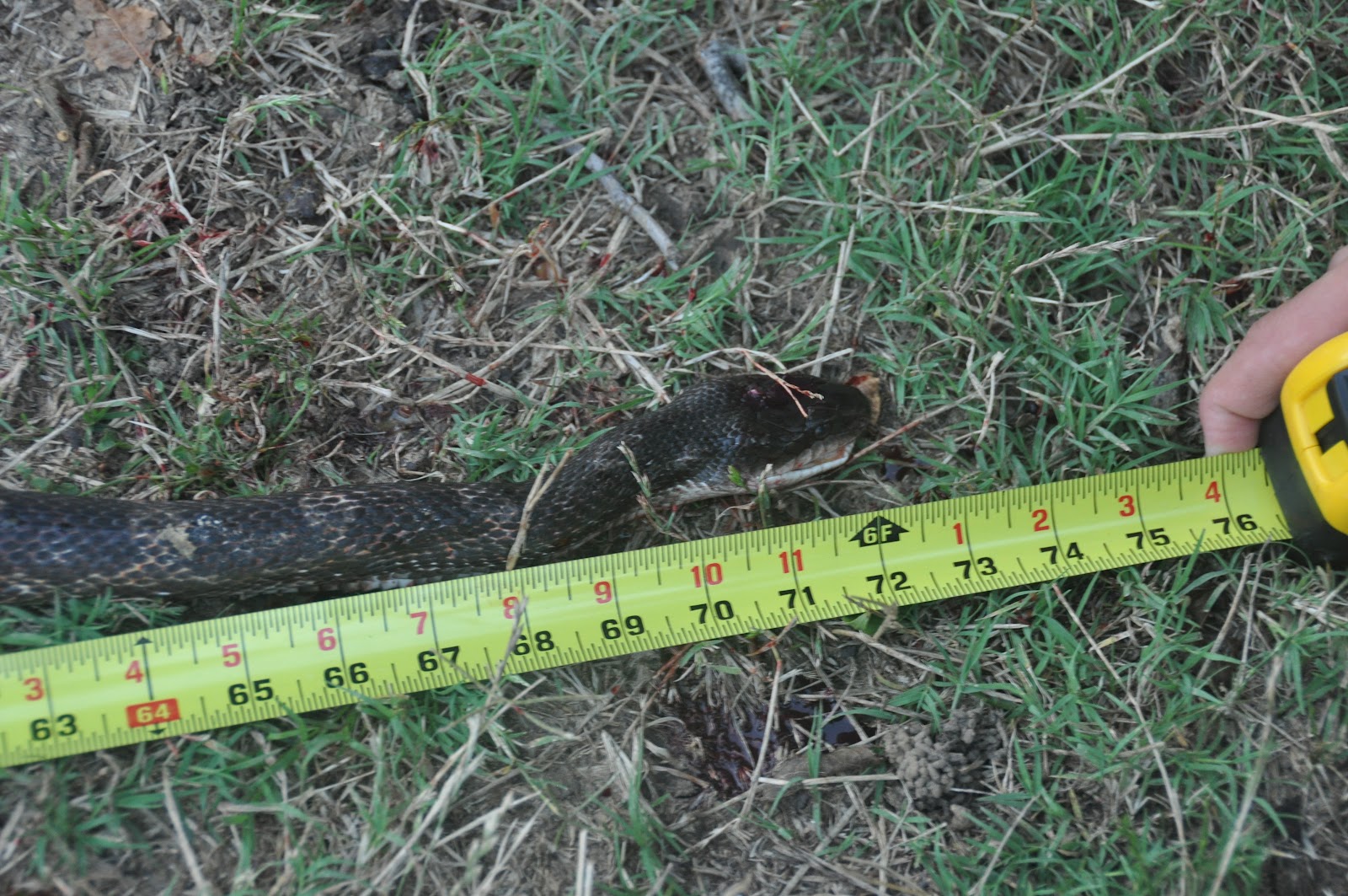 Carel Chronicles: Jake & the snake