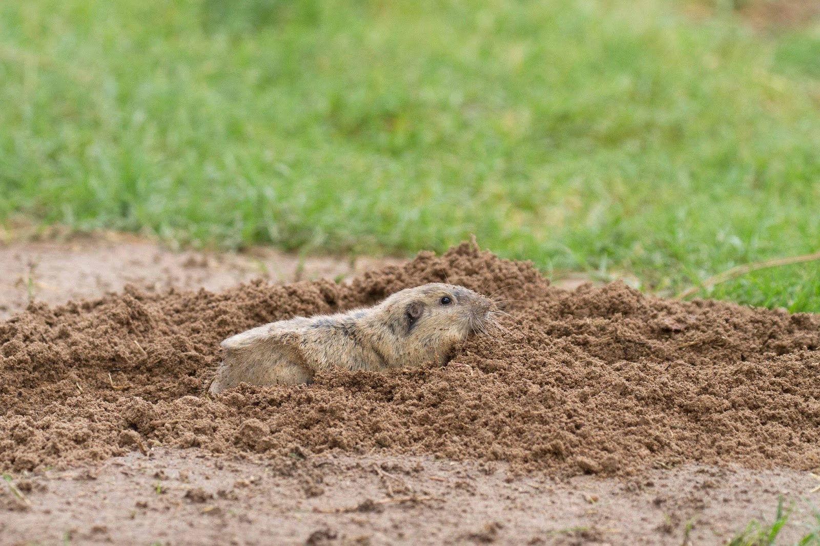 Philly Bird Nerd From the Mountains to the Desert