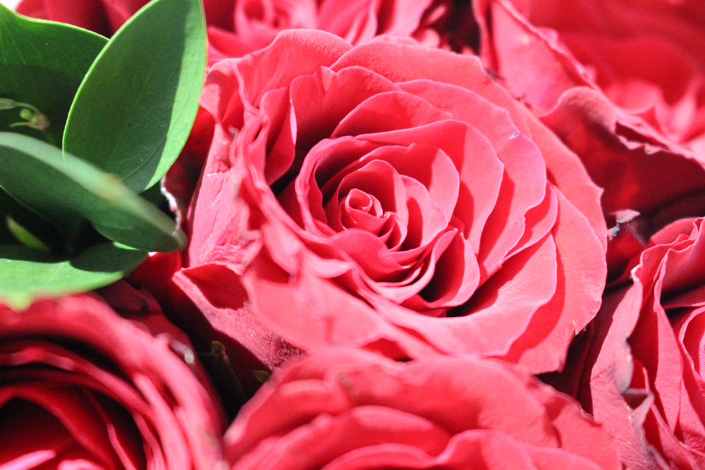 A dozen red roses - classic Valentine's Day gift - lifestyle blog