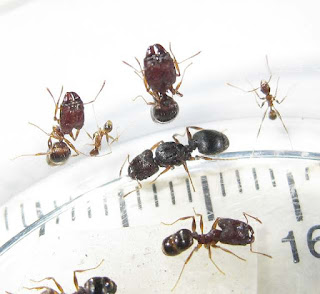 Gyne, major and minor workers of Pheidole sp